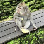 Ubud Monkey Forest