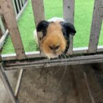 Tamarind Night market