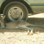 Skippy looking for shade by the car at our Ningaloo Reef adventure