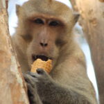 Monkey's have a sweet tooth too