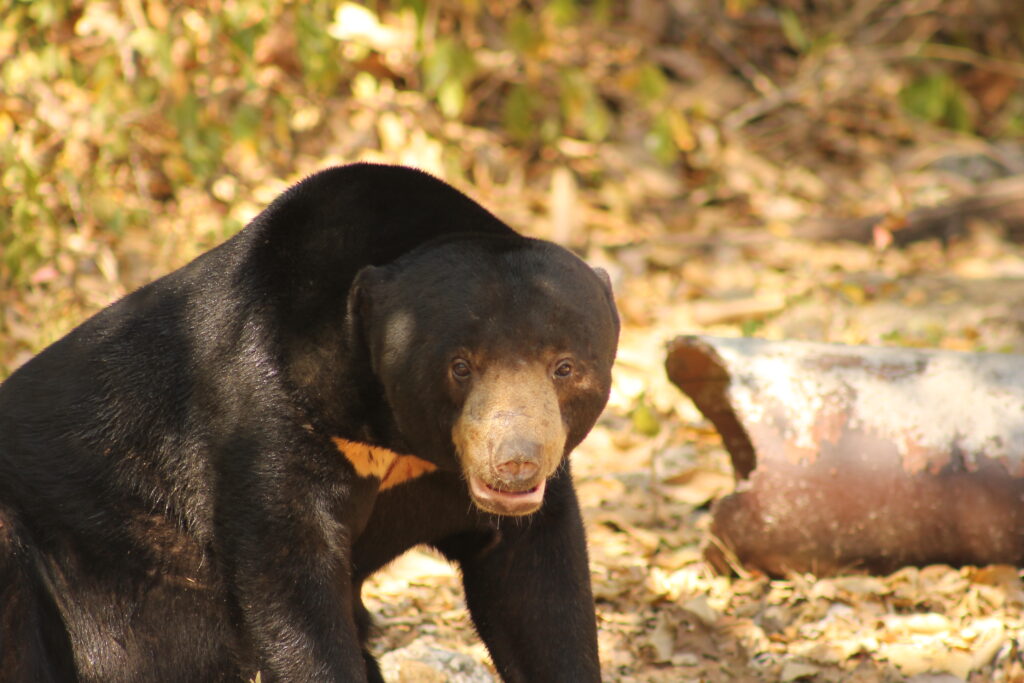 Sun bear in Kaeng Krachan National Park Thailand during a family wildlife adventure