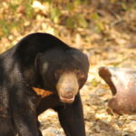 Sun bear in Kaeng Krachan National Park Thailand during a family wildlife adventure