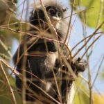 Dusty Leaf Monkey, Kaeng Krachen National Park