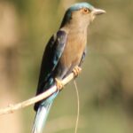 Indo Chinese Roller, Kui Buri national park