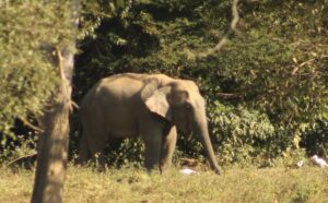 Elephant at Kui Buri National Park Thailand