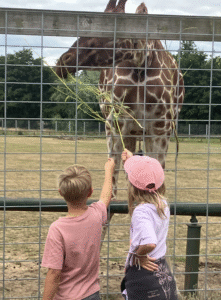Feeding giraffes png