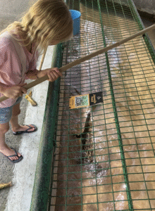 feedinf crocs langkawi png