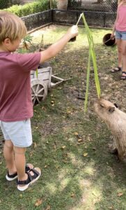 Feeding capyabara at Capy Village, Hua Hin